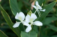 Hedychium coronarium - White Ginger Lily