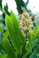 Hedychium coccineum - Orange Ginger Lily
