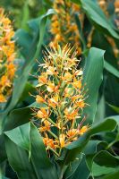 Hedychium Gardnerianum 'Tara' - Ginger Lily