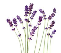 Lavandula angustifolia - English Lavender