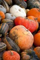 Cucurbitaceae - Pumpkins and Gourds