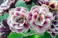 Primula auricula 'Ann Hyatt' - Double flowered