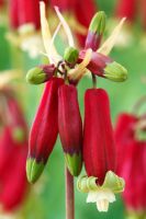 Dichelostemma ida-maia - Californian firecracker, Crimson Californian Hyacinth, June
