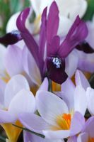 Crocus sieberi subsp. atticus 'Firefly' and Iris reticulata 'Purple Gem', March
