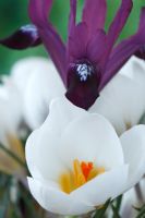 Crocus 'Ard Schenk' and Iris reticulata 'Purple Gem', March