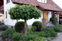 Front Garden with Acer platanoides 'Globosum' and Buxus - Box balls