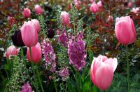 Tulipa 'Pink Impression' with Verbascum 'Rosetta'