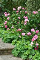 Rosa gallica 'Versicolor' and Alchemilla mollis bordering steps. Sandhill Farm House, Hampshire, June