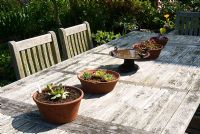 Pots of Sempervivums and birds water bowl on wooden table. Sandhill Farm House, Hampshire.