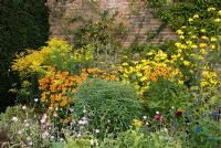 Herbaceous border in late summer with Helenium, Solidago - Golden Rod, Inula, Thalictrum and Rudbeckia 'Herbstonne' at Arley Hall and Gardens, Cheshire