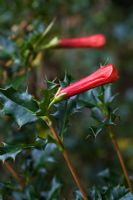 Desfontainea spinosa 'Harold Comber' - Chilean Holly