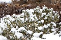 The Praire Garden showing Phlomis russeliana covered in snow at RHS Wisley, December