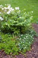 Maianthemum racemosum syn. Smilacina racemosaand Anemone nemorosa - Wood Anemones
