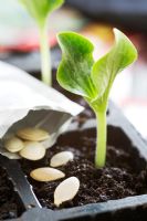 Cucurbita - Courgette seedling and seeds