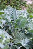 Brassica - Cabbage 'Greyhound'