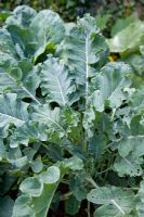 Brassica - Cabbage 'Greyhound'
