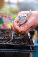 Sowing tomatoes 'Gardener's Delight'
