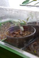 Tomato seedlings growing in a propagator