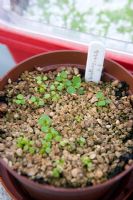 Watercress seedlings at four weeks