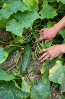 Fully grown cucumbers growing outside, trailing along the ground