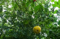 Cucurbita - Pumpkin Zucca 'Mammoth', growing high in a tree