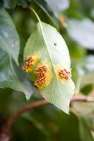 Disease on a Pyrus - Pear tree