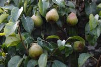Pyrus communis - Pear 'Doyenne du Comice', ripening fruit