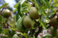 Pyrus communis - Pear 'Laxtons Satisfaction', ripening fruit