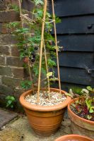 Young blackberry 'Oregon Thornless' growing in a terracotta pot