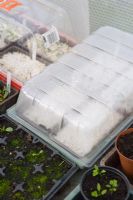 Seedlings at one week in propagator
