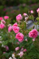 Rosa 'Pink Grootendorst'