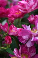 Rosa mundi - Gallica Rose