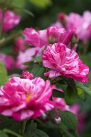 Rosa mundi - Gallica Rose
