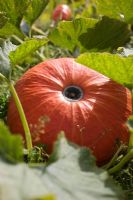 Cucurbita - Pumpkin 'Rouge vif D Etampes' in vegetable garden, organically grown