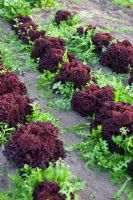 Lactuca - Lettuces 'Lollo Rosso' growing in rows in vegetable garden, organically grown