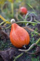 Cucurbita - Pumpkin 'Hokkaido', organically grown