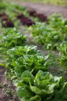 Lactuca - Lettuces growing in rows in vegetable garden, organically grown