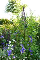 Phaseolus coccineus - Runner Beans climbing on metal wigwam in vegetable garden surrounded by Campanula persicifolia, herbs and vegetables