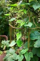 Humulus - Hops growing on decorative iron bird cage in garden