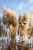 Miscanthus sinensis with snow
