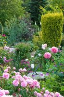 Traditional English cottage garden with pink Rosa, Geranium, Papaver somniferum - Poppy growing around sundial. Taxus baccata  'Aurea' behind. Carol and Malcolm Skinner, Eastgrove Cottage, Worcs, UK