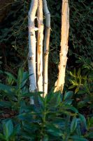 Betula - Birch trunks lit up with garden lighting, September. Muswell Hill, London