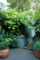 Small town courtyard garden with decking, tropical style planting. Humulus lupulus 'Aureus and Euphorbia in raised beds. Alistair Davidson, Worcester, UK
 