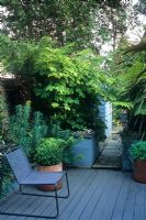 Small town courtyard garden with chair on decking, tropical style planting. Humulus lupulus 'Aureus and Euphorbia in raised beds. Alistair Davidson, Worcester, UK 