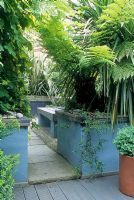 Small town courtyard garden with paving slab path through tropical style planting of Humulus lupulus 'Aureus', Trachycarpus Palm and Dicksonia - Tree Fern in raised beds. Alistair Davidson, Worcester, UK 