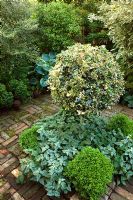 Shady courtyard border with variegated Ilex standard underplanted with Lamium and Buxus, other planting includs Hosta, Cornus, Pittosporum and Euphorbia - Old Vicarage, Whixley, Yorkshire, NGS