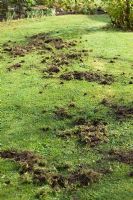 Mole damage to lawn in October. Carol and Malcolm Skinner, Eastgrove Cottage, Worcs UK