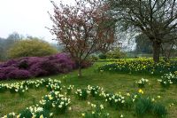 Narcissus and flowering shrubs in spring garden. Mr and Mrs E Barham, Hole Park, Rolvenden, Kent, UK