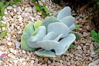 Cotyledon orbiculata - Pig's ear or Round-leafed Navel-wort growing in gravel
