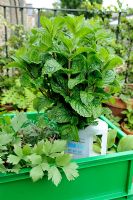 Cut herbs - Mint and Lovage in a recycled plastic container 